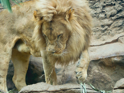 一只金色的大型金色狮子长着厚的木马站在岩石上他有头图片