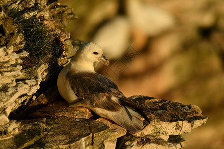 在海岸筑巢的北福玛背景图片