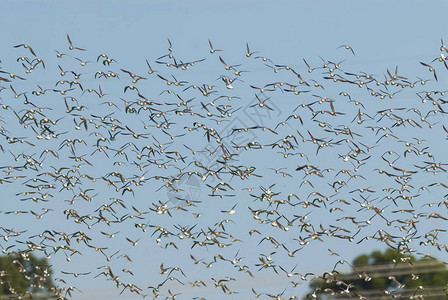 飞翔的鸟群背景图片