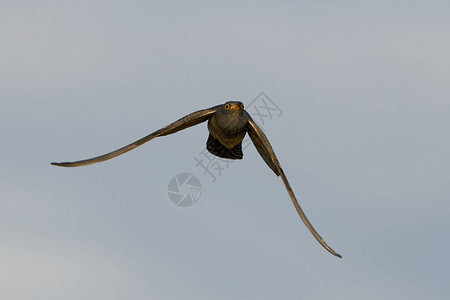 在其自然孕育中飞行中的常见cuckooCuculusca图片