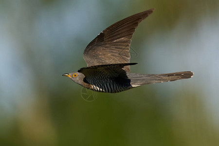 在其自然孕育中飞行中的常见cuckooCuculusca图片