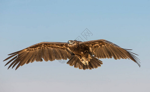 大斑鹰clangacinkga在阿联酋迪拜附图片
