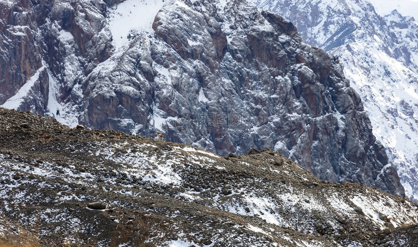 马可波罗在山口横冲直撞盘羊或山羊在岩石背景下的典型景观中天山盘羊或卡列利尼盘羊在日常食物迁徙中的年轻雄吉尔斯图片