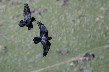 两只常见的黑乌鸦飞过峡谷地板图片