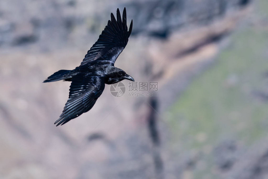普通黑乌鸦飞越峡谷地板图片