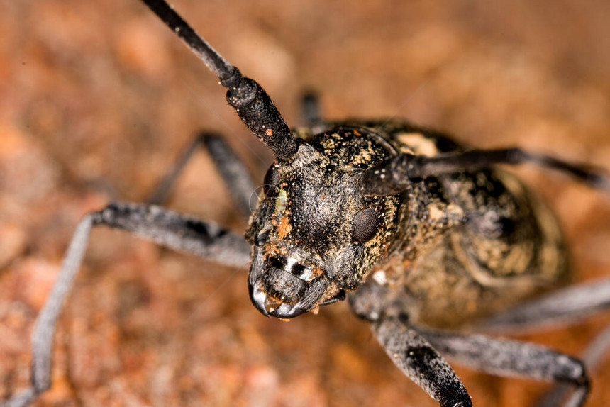 长角甲虫木头的莫尼恰马苏图片