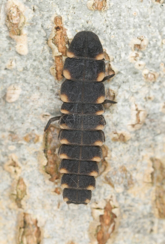 木头上常见的幼虫Lampyrisnoc图片