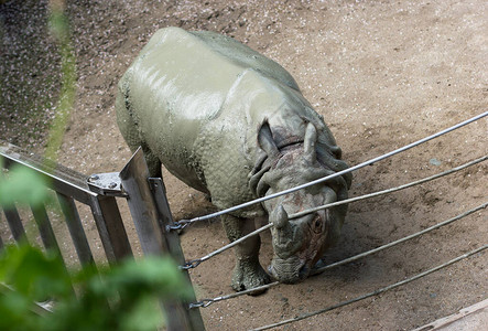 Rhino在围栏后面的动物图片