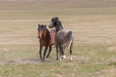 一对野马种在犹他州沙漠中对练背景图片