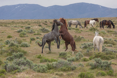 一对野马种在犹他州沙漠中对练背景图片