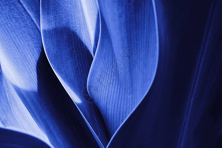 蓝色的热带植物特写抽象自然蔬菜精美背景选择焦点图片