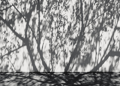 墙上树枝的阴影自然抽象图片