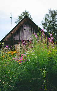 东欧拉托维亚的古老谷仓建筑和夏季盛开的野图片