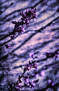 粉红达芙妮花朵有阴影和纹理图片