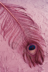 混凝土背景的孔雀羽毛背景图片