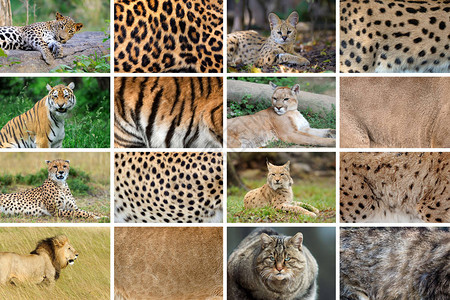收集了8只野猫动物及其真正图片