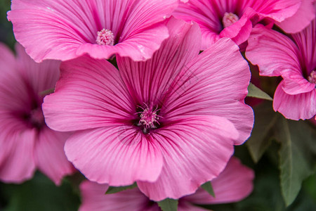带雄蕊的红紫锦葵花图片