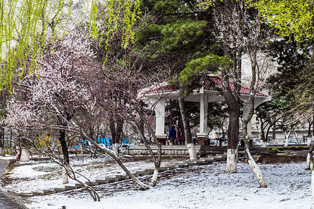 雪花与香交相呼应背景图片