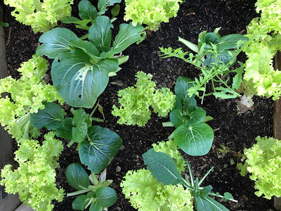 一张白菜白菜马耳芹菜白和花式莴苣的照片图片