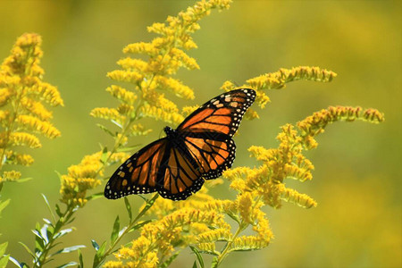 黄色花上的帝王蝶背景图片
