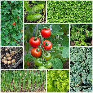 花园中不同种类的蔬菜图片