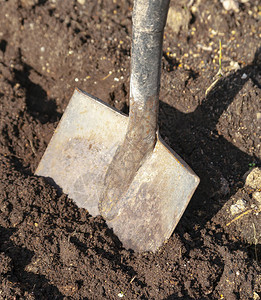 铲子卡在花园床上的地上一把刺刀铁锹矗立在花园的土地上在郊区挖土地图片