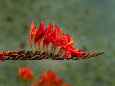 Crocosmia花穗的特写镜头与红色花和芽的图片