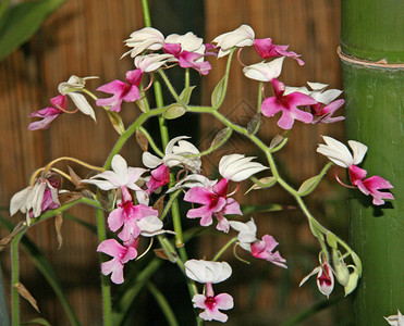 粉红色和白色花朵的漂亮照片花园背景图片