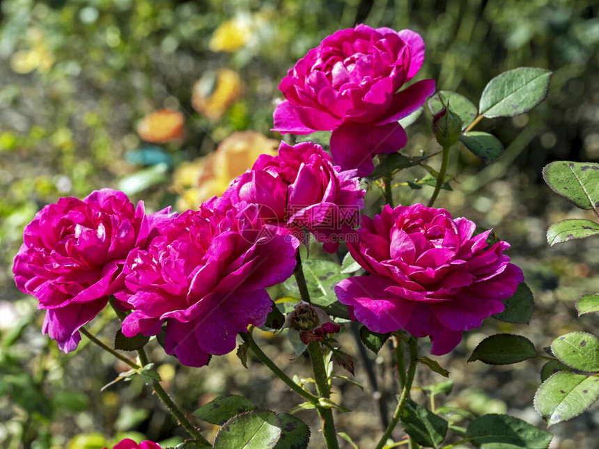 五朵美丽的黑粉红玫瑰花在花园里开花各种图片