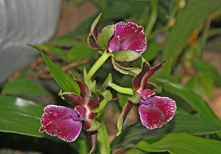花园绿化中罕见的兰花深紫色的小花图片