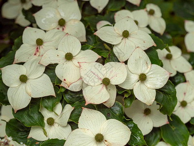 在Cornuskousa狗林灌木图片