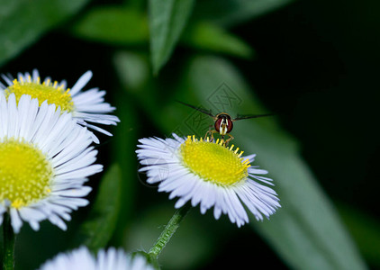 Hoverfly在雏菊花上张开翅膀图片