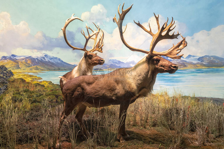 美国自然历史博物馆北美哺乳动物馆的豪猪驯鹿格兰特驯鹿Rangifertarandusg图片