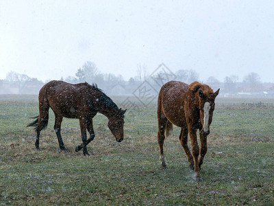 暴风雪中马匹的肖像模糊的轮廓和模糊图片