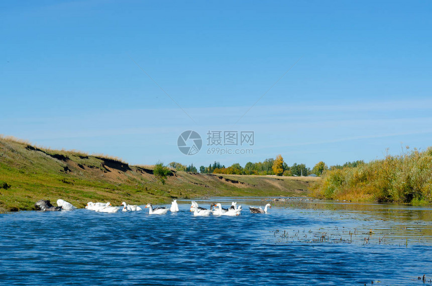 在河水上漂浮的一群鹅图片