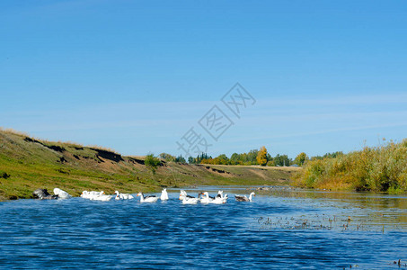 在河水上漂浮的一群鹅图片