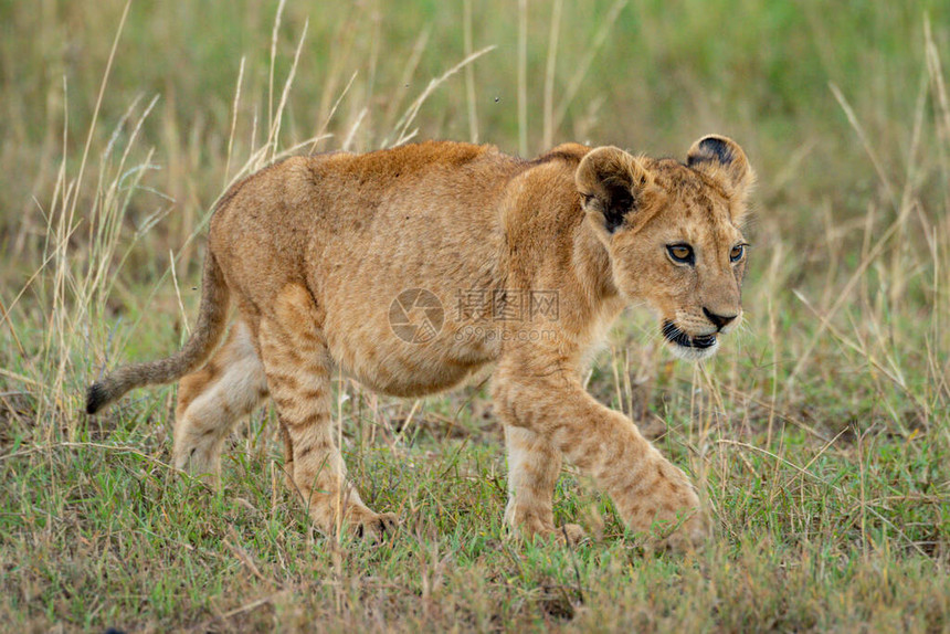 狮子幼熊在草上散步低头图片
