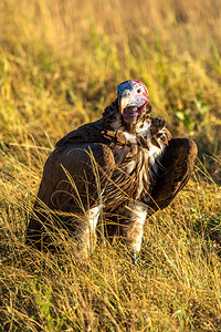 垂头秃鹰蹲在草地上盯着相机图片