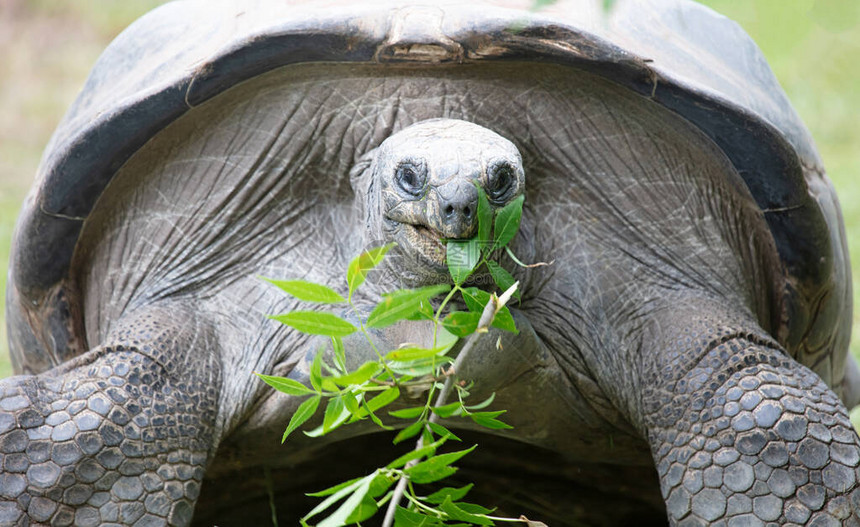 非常古老的巨型加拉帕戈斯海龟吃海龟有图片
