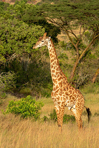 Masai长颈鹿站在图片