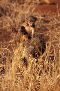 母亲和她的婴儿恰克马Papioursinus图片