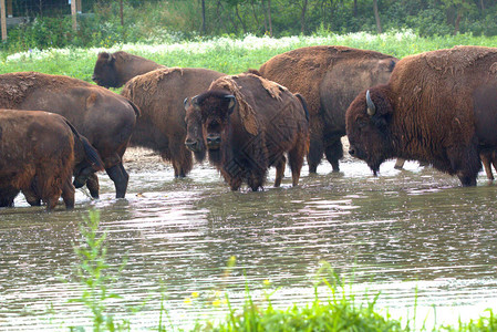 一群野牛穿过一个小草甸池塘的浅水区图片