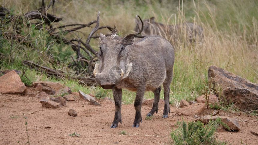 南非皮拉内斯贝格公园野生动物图片