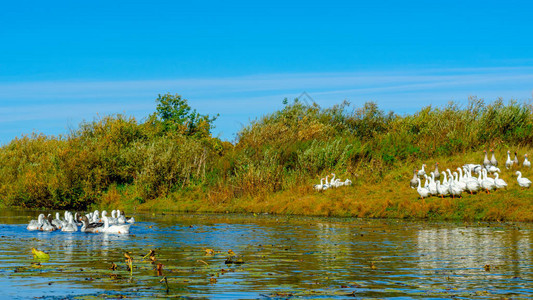 一群白鹅游到河下与其它鸟类一起在岸边觅食背景图片