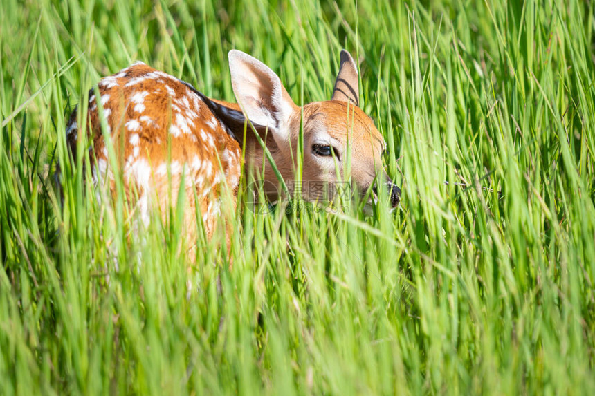 躲在草丛中的小鹿图片