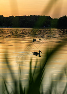 夕阳下的鸭子剪影图片