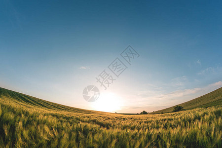 日落时傍晚绿色大麦的农高清图片