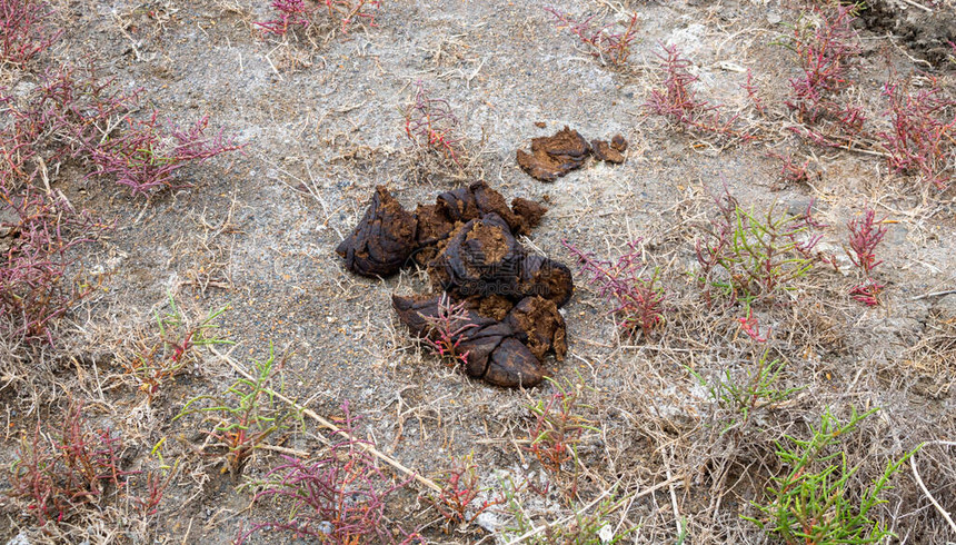 牛粪就躺在盐湖附近的地上咸水图片