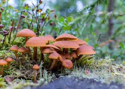 森林中的野生蘑菇传统森林背景图片
