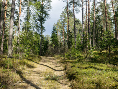 森林景观有一条简单的森林图片